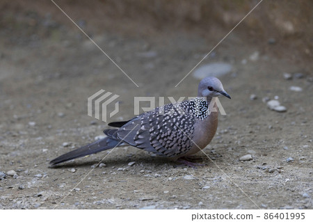 Spotted Dove, Spilopelia chinensis, Uttarakhand, India Spotted Dove, Spilopelia chinensis, Uttarakhand, India 86401995