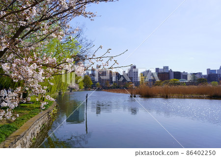 春不忍池(東京都台東區) 春不忍池(東京都台東區) 86402250