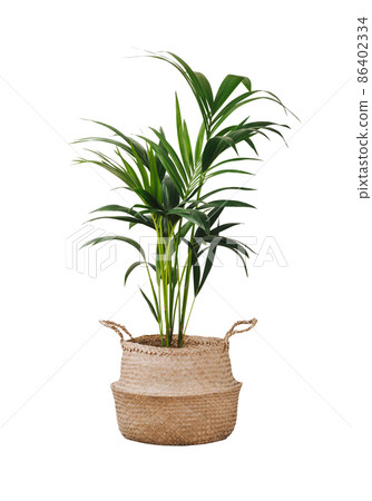 Kentia or howea forsteriana isolated on white 86402334