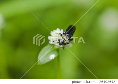 Carpenter bees are bee-shaped insects. They differ in that they are bigger, black, and have hair covering their body. 86402652