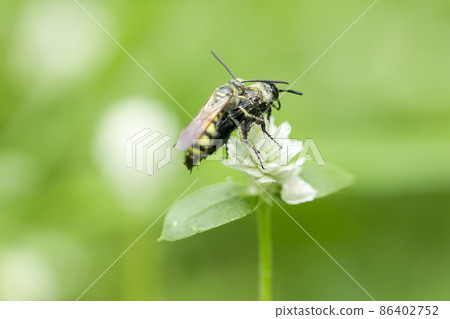 Carpenter bees are bee-shaped insects. They differ in that they are bigger, black, and have hair covering their body. 86402752