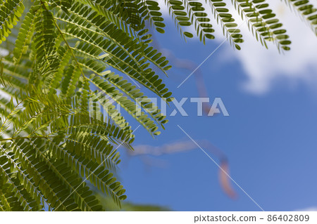 Tropical leaves on a blue sky background. Selective focus. Tropical leaves on a blue sky background. Selective focus. 86402809