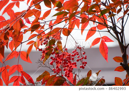 Red-colored southern fruits and leaves Red-colored southern fruits and leaves 86402993