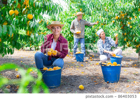 Young woman farmer picking peaches in fruit garden Young woman farmer picking peaches in fruit garden 86403053
