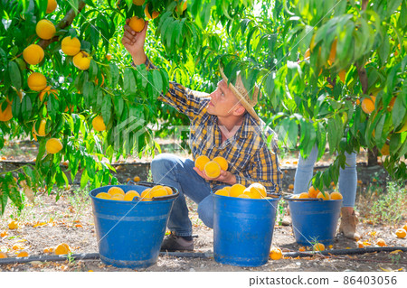 Man harvesting peaches 86403056