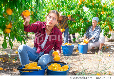 Young woman farmer harvesting ripe peaches in fruit garden 86403083