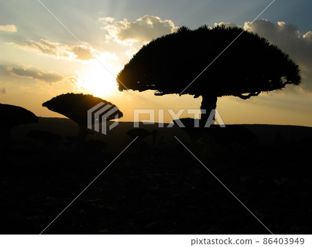 Contre-jour view to Dragon tree forest at plateau Dixam , endemic plant of Socotra island, Yemen 86403949