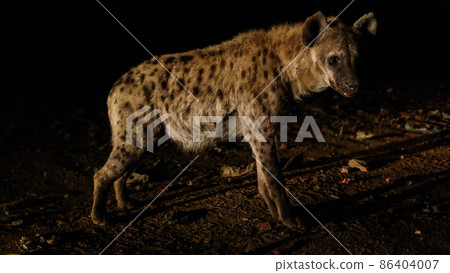 Feeding of spotted hyenas, Harar Ethiopia Feeding of spotted hyenas, Harar Ethiopia 86404007