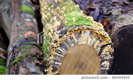 tree trunk mushroom 86404405