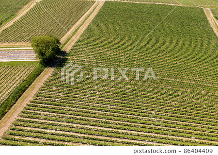 vineyard in Breisgau Germany region fly over vineyard in Breisgau Germany region fly over 86404409