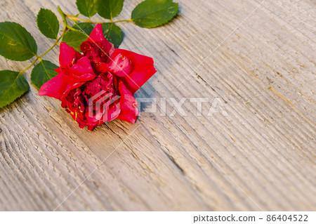 withered red rose background withered red rose background 86404522