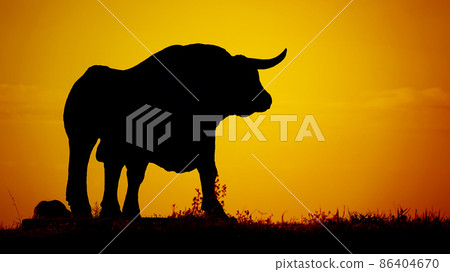 bull silhouette afterglow 86404670
