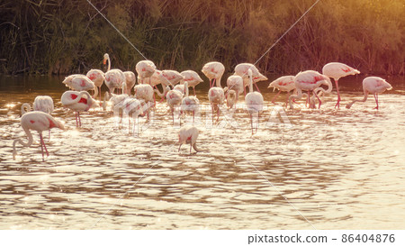 Flamingos at Camargue France Flamingos at Camargue France 86404876