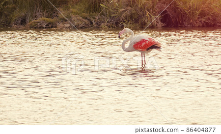 Flamingos at Camargue France Flamingos at Camargue France 86404877