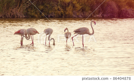 Flamingos at Camargue France Flamingos at Camargue France 86404878