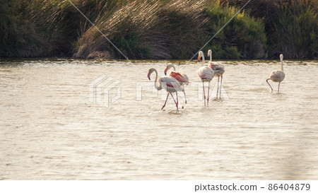 Flamingos at Camargue France Flamingos at Camargue France 86404879