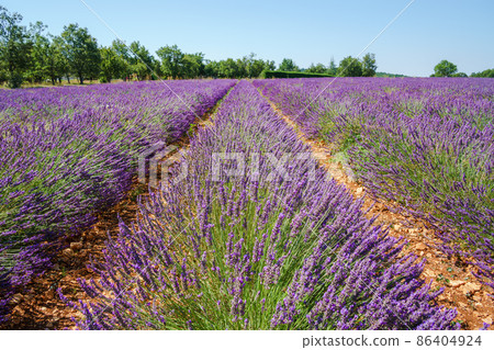 Lavender Provence France 86404924