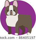 Boston terrier with a cute nose 86405197