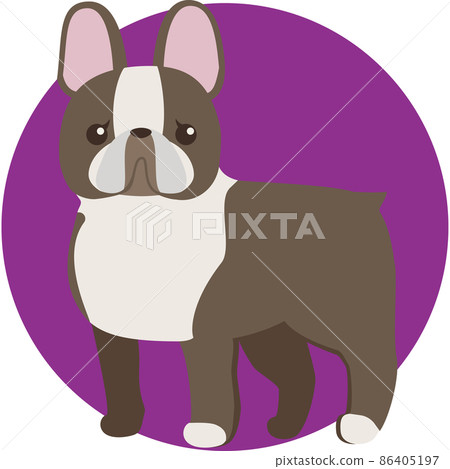 Boston terrier with a cute nose Boston terrier with a cute nose 86405197