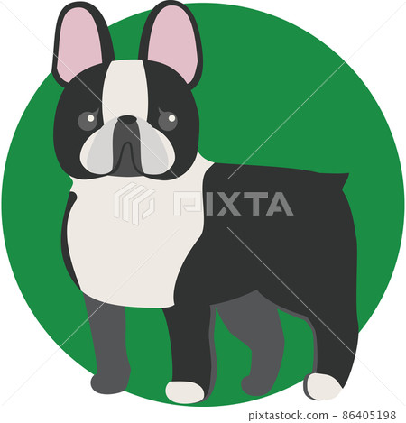 Boston terrier with a cute nose Boston terrier with a cute nose 86405198