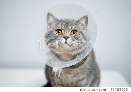 Plastic protective collar for animal on cat of British breed posing in studio. Recovery collar method of preventing animals from aggravating healing wound. Portrait scottish cat in veterinary collar 86405510
