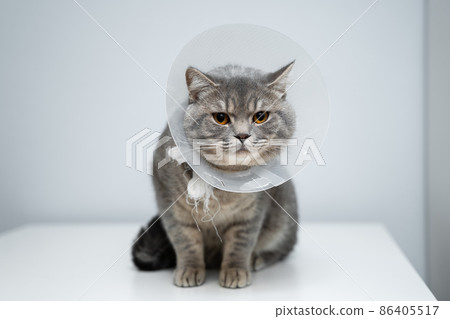 Gray Scottish Straight cat with yellow eyes in medical collar poses in studio on gray background. Elizabethan collar. Domestic cat in protective collar after surgery on examination table in clinic Gray Scottish Straight cat with yellow eyes in medical collar poses in studio on gray background. Elizabethan collar. Domestic cat in protective collar after surgery on examination table in clinic 86405517