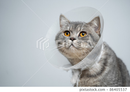 Plastic protective collar for animal on cat of British breed posing in studio. Recovery collar method of preventing animals from aggravating healing wound. Portrait scottish cat in veterinary collar 86405537