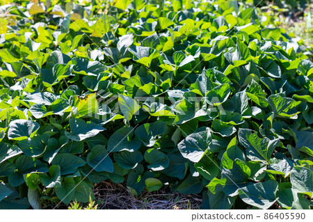 Vegetable in the field 86405590