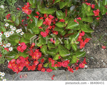 Begonia flowers 86406431