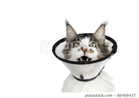 Cat with cone on white background 86406437