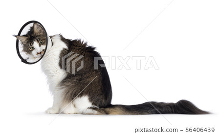 Cat with cone on white background Cat with cone on white background 86406439