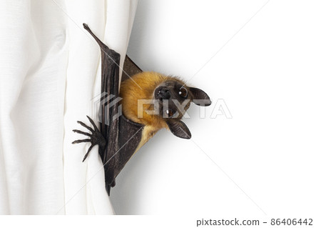 Fruit bat aka chiroptera on white background 86406442