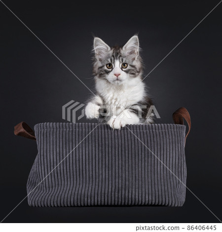 Maine Coon cat kitten on black background Maine Coon cat kitten on black background 86406445