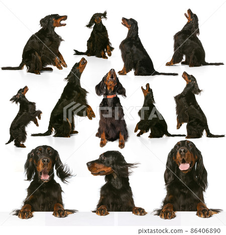Collage about beautiful purebred cute dog, Scottish Gordon Setter isolated over white background. Concept of beauty, breed, pets, animal life. 86406890