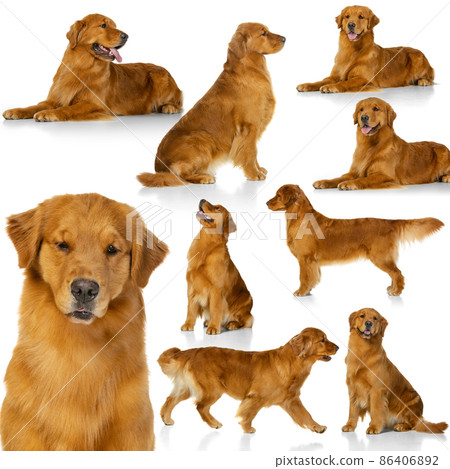 Collage about beautiful purebred dog, American golden retriever isolated over white background. Concept of beauty, breed, pets, animal life. 86406892