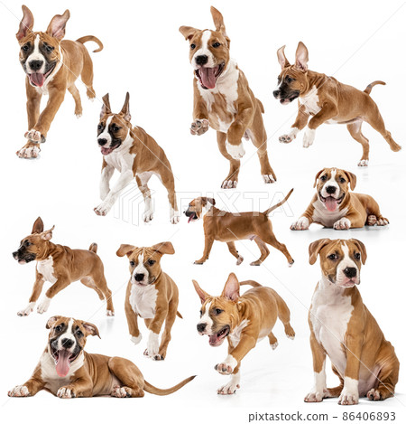 Collage about beautiful purebred dog, American Staffordshire Terrier isolated over white background. Concept of beauty, breed, pets, animal life. 86406893
