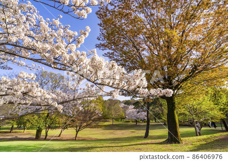 Scenery of Musashi Kokubunji Park where cherry blossoms bloom ・ Cherry blossoms blooming in Komorebi Square (March 2021) 86406976