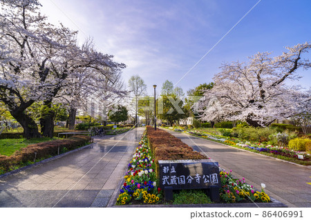 櫻花盛開的武藏國分寺公園入口（2021年3月） 86406991