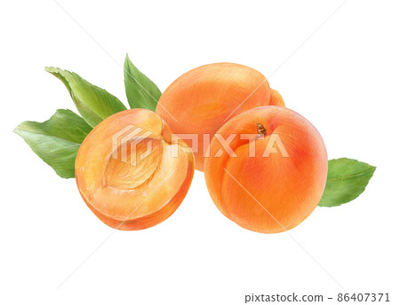 Ripe apricots with leaves, watercolor illustration on white background Ripe apricots with leaves, watercolor illustration on white background 86407371