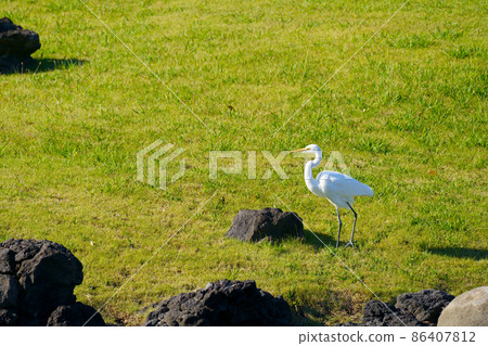 Intermediate Egret in Hamarikyu Gardens 86407812
