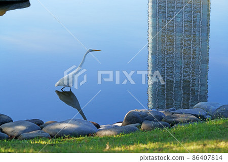 Great Egret in the pond Great Egret in the pond 86407814