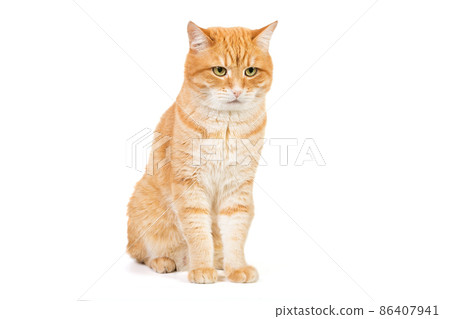 Portrait of a big red cat 86407941