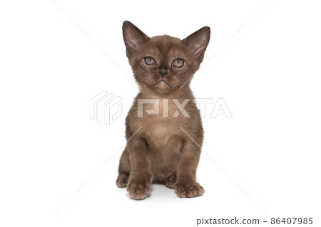 Small chocolate color kitten Small chocolate color kitten 86407985