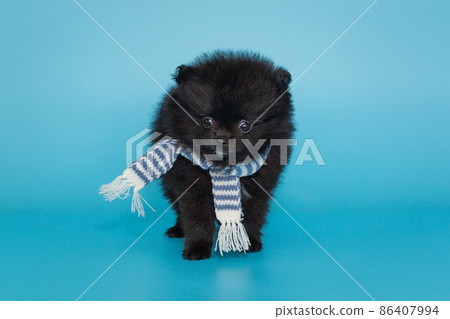Black pomeranian puppy in a striped scarf Black pomeranian puppy in a striped scarf 86407994