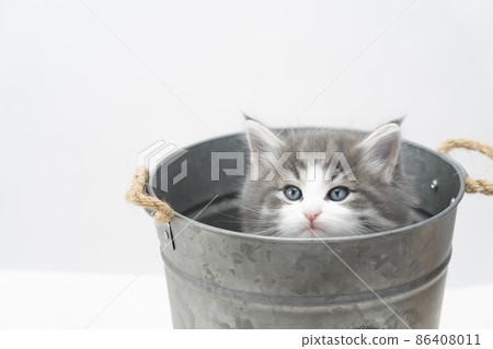 Kitten in a pot cover 86408011