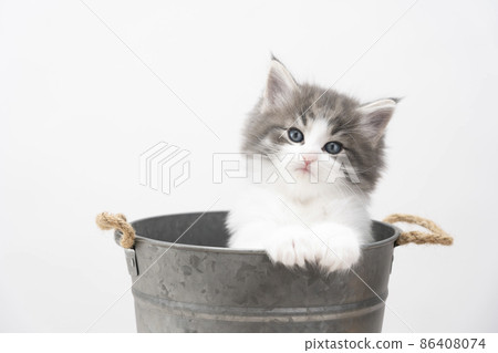 A kitten looking at the camera in a pot cover A kitten looking at the camera in a pot cover 86408074