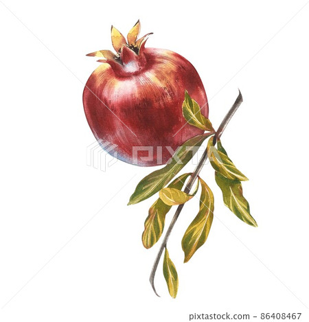 Pomegranate whole with leaves watercolor illustration isolated on white background. Pomegranate whole with leaves watercolor illustration isolated on white background. 86408467