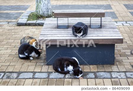 Zelenogradsk is a city of cats. Urban landscape. Resort Avenue. Kaliningrad region. Russia Zelenogradsk is a city of cats. Urban landscape. Resort Avenue. Kaliningrad region. Russia 86409099