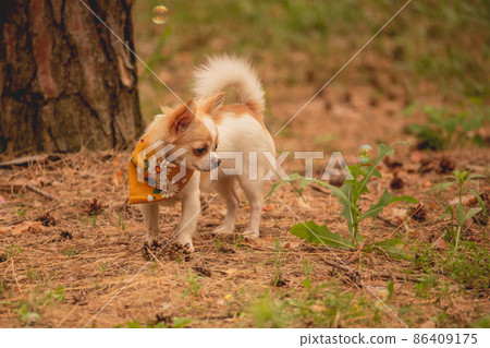 Chihuahua dog in the forest. Purebred mini dog. Animal, pet. 86409175