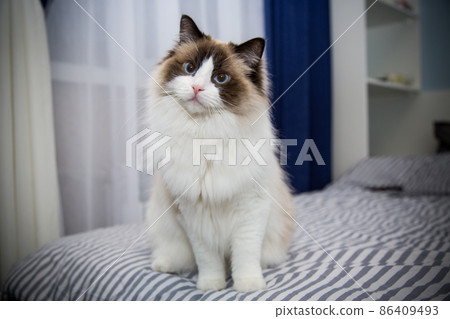 Young beautiful purebred Ragdoll cat at home 86409493